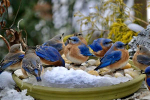 several bluebirds visit a snowy bird bath