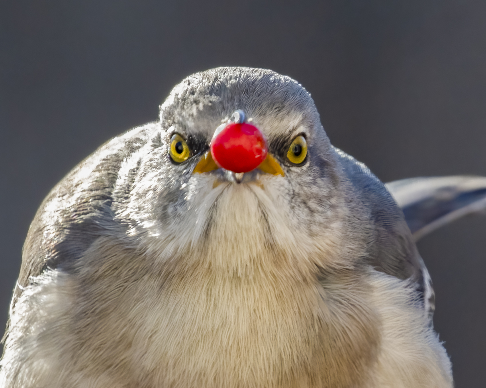 A mockingbird facing the camera with a bright red berry in its beak, so it appear to have a large red nose.