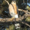 Cooper’s hawk and Loggerhead Shrike in the morning sun
