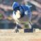 Blue Jay weighing peanut