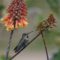Anna’s Hummingbird resting on flower