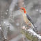 Red-bellied Woodpecker Catching Snowflakes