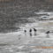 Crows Fishing For Minnows Under Ice