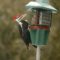 Pileated woodpecker visits the suet