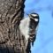 Female Downy Woodpecker – Beautiful in Black and White