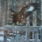 Golden Eagle in Fairbanks White spruce-Birch forest