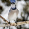 Crowned Blue Jay