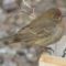 House Finch with Eye Problem