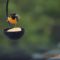 First Baltimore Oriole