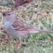 white crowned sparrow with growth on beak
