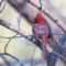 Male Northern Cardinal in the morning sun.