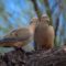 Non Mourning Doves