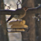 Northern Flicker (Yellow-Shafted)