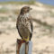 Red-shouldered Hawk (Juvenile)