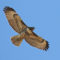 Red-tailed Hawk (Juvenile)