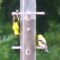 Goldfinch Acrobatics