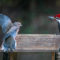 The Pileated Woodpecker is in Charge