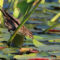 Female Red-winged Blackbird among the lily pads