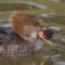Female Hooded Merganser with sycamore seed ball