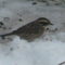 Siberian accentor at our feeder!!!