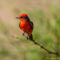 Vermilion Flycatcher In The Big Morongo Canyon Preserve