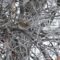 White – Throated  Sparrow in frost covered tree & under feeder