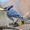 Blue Jay happy to find a Peanut