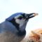 A Blue Jay and his peanut