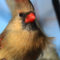 Fluffy Female Cardinal
