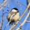 Chickadee fluffed up on a cold day