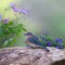 Female Eastern Bluebird in the Garden