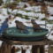 Eastern bluebirds  enjoying a bath