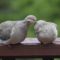 Mourning Doves preening