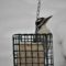 Hairy Woodpecker in the Snow
