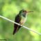 Female Rufous Tailed Hummingbird
