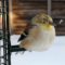 American Goldfinch with eye problems