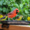 Northern Cardinal and Goldfinch feeding together