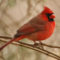 Cardinal brightens the day