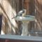 Coopers Hawk takes a bath