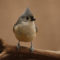 Tufted Titmouse takes a stand