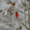 Snow Bird Cardinals