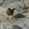 American Tree Sparrow Gorging