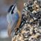 Love those Nuthatches