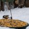 Chickadee visiting a mixed corn, seed and nuts feeder