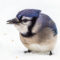 Blue Jay eating after finding seed during a snow storm