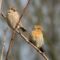 Mellow yellow House Finch and friend