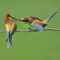 Bee Eaters’ courtship