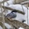 Four Beautiful Species of Birds Spotted in Sault Ste. Marie, ON, Canada