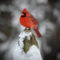 northern cardinal on a snowy day in December