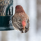 Tail-less House Finch